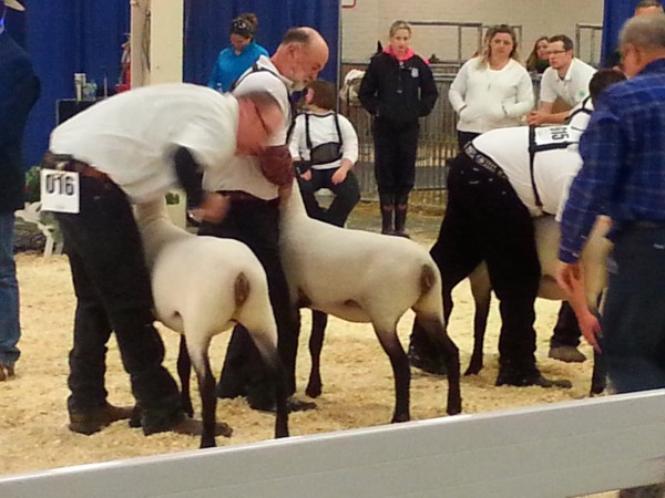 3rd place RIDGELINE 11B and 4th place RIDGELINE 15B Slick Sheared Suffolk Ewe Lamb a